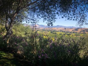 Wedding at Firestone Vineyards, Los Olivos, with DJ JAS
